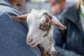 NuLu Bock Fest